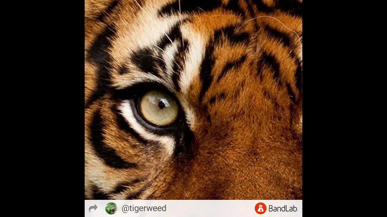 Tiger weed - Money & Plata