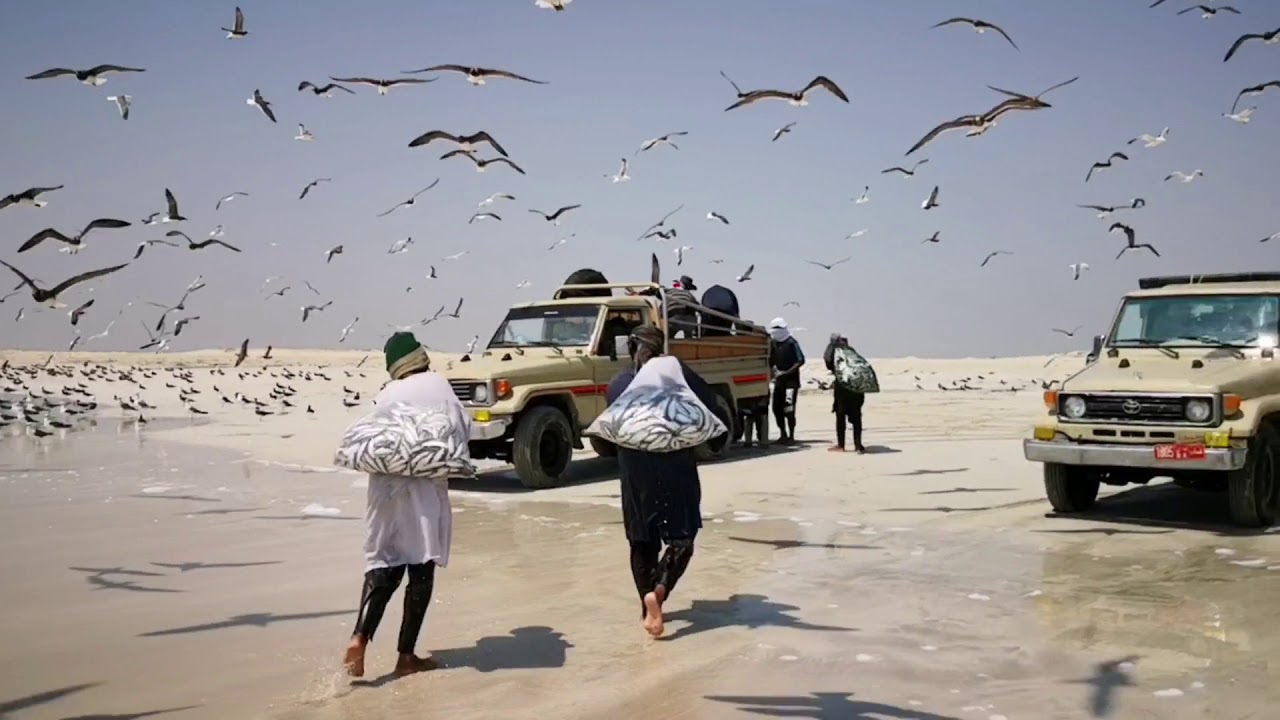 شواطئ ظفار صيد أسماك السردين