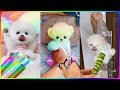 Trim and Dye Fur for Cute Pomeranian Dogs 😍 Funny and Cute Pomeranian #483