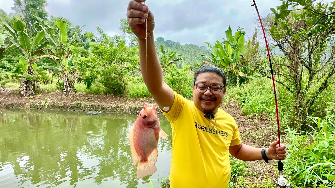 ⁣Big Time Highly Productive Integrated Farm: Rice, Red Tilapia, Ornamental Fish, High Value Crops
