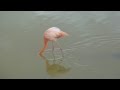 flamingo Фламинго