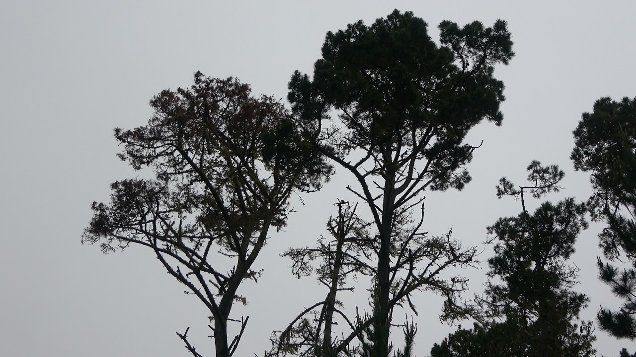 Olive-sided flycatcher sings “pap-peep-you” song