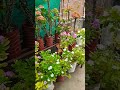 #ytshorts #stressrelief #mentalpeace #plantlover #gardening #terracegarden