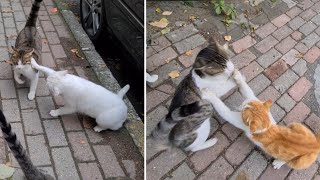 The Angry White Cat now has a rival, the Psycho Yellow Cat.