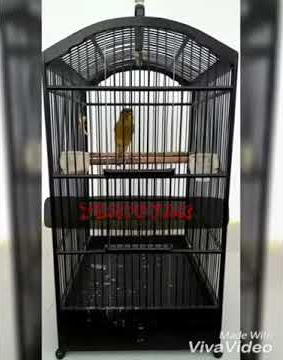 Kenari legend ATM  Mr. dafidfe23