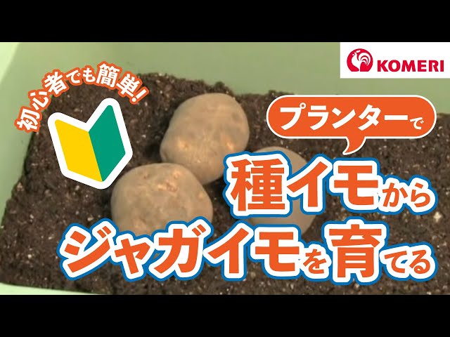 ジャガイモの育て方 コメリhowtoなび Youtube ジャガイモの育て方 コメリhowtoなび Youtube
