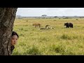A girl strays into a primeval forest and is attacked by tigers, giant snakes, and wild beasts!