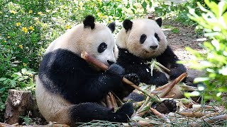 Grandpa Tan called Hehua and Heye’s names and asked them to come out to eat bamboo shoots. by 胖达日记 Hi Panda 5,124 views 10 days ago 1 minute, 17 seconds