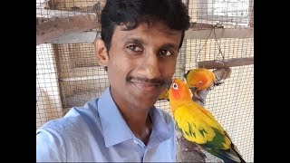 Parrots - Birds Training And Good Relation Making Tips