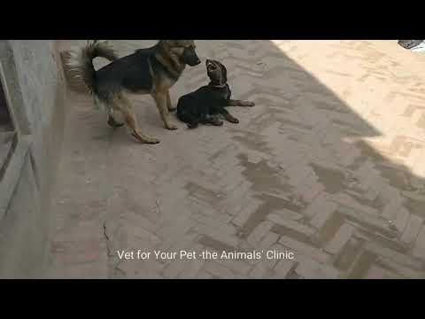rabid-dog---chemical-restraining