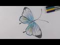 Adaxi arts how to draw a gliding butterfly with colored pencils