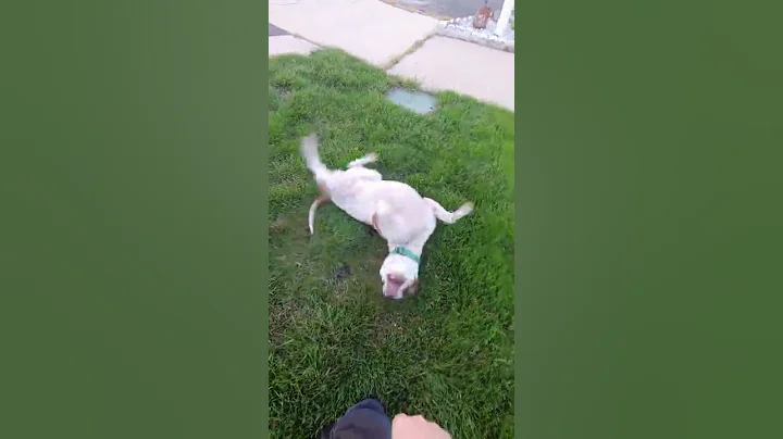 Lola plays tag