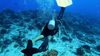 Weird sharks in Cozumel -2022 by Christy the Diver  19 views 1 year ago 28 seconds