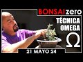 Bonsai zero 21 de mayo 2024