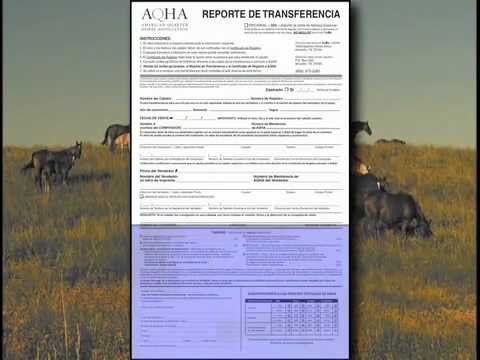 Tutorial del Reporte de Transferencia de AQHA