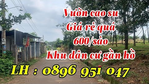 Chú 5 đi lại khó khăn kêu bán mảnh đất vườn cao su đang thu gần Quốc Lộ 56 gần Hồ khu dân cư .