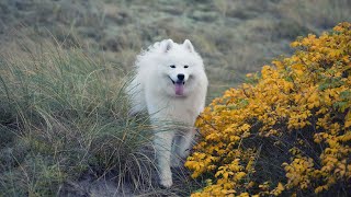 How to Train Your Samoyed for Sled Dog Activities by Samoyed USA 213 views 2 months ago 3 minutes, 55 seconds