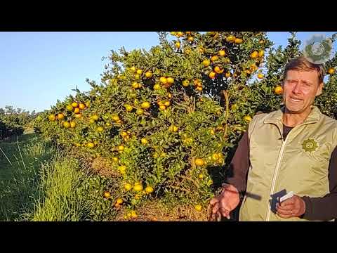 Vídeo: Quando colher tangerinas - Aprenda sobre a colheita de tangerinas