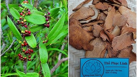 Tác dụng của vị thuốc Thổ Phục Linh theo YHHĐ và YHCT | Nam Dược Thần Hiệu