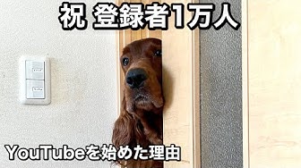 大型犬鳴き声 Youtube 大型犬鳴き声 Youtube