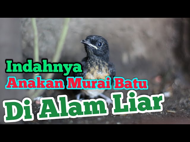 Indahnya Anakan Murai Batu Di Alam Liar class=