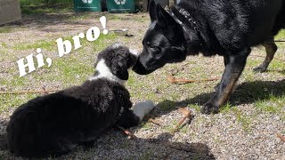 Mini Sheepadoodle Plays with German Shepherd by Cosmo the Mini Sheepadoodle 1,618 views 10 months ago 1 minute, 22 seconds