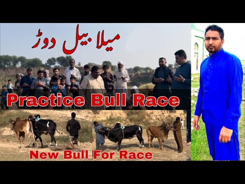 Ch Rukhsar Practice Bull Race | Congrats Ch Rukhsar Bajjarvi for New Entry ...