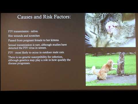 Vídeo: Feline Vaccination Series, Part 4: Feline Immunodeficiency Virus (FIV)