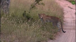 Pt 2 Safari Live&#39;s Sunset Safari Drive at 5:30 PM on April 03, 2018 ( 3 Leopards )