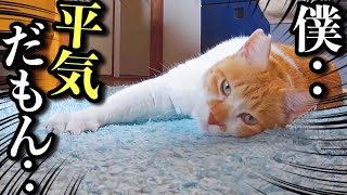 強気な猫のひとりぼっちのお留守番【お盆】