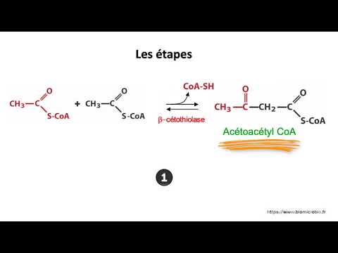 Vidéo: La cétogenèse est-elle anabolique ou catabolique ?