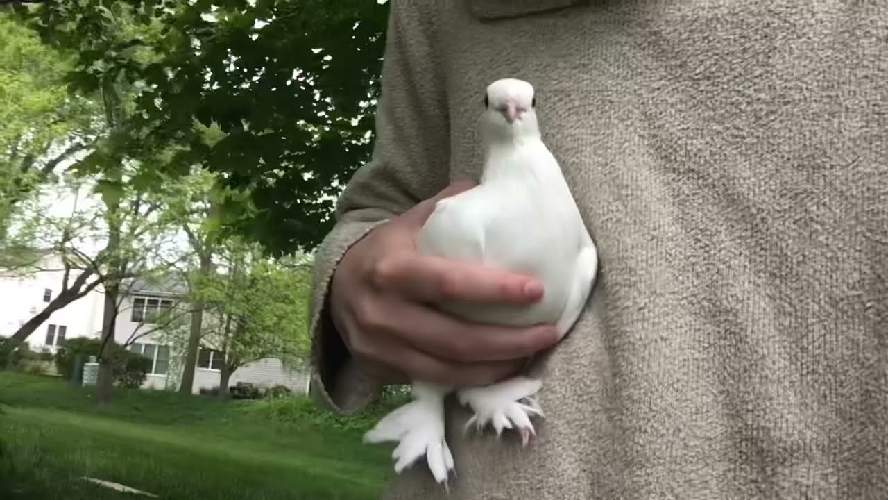 Pigeon Bobbing Head While Being Held YouTube Pigeon Bobbing Head While Being Held YouTube