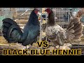 Best black  blue hennie spring grove california farm visit