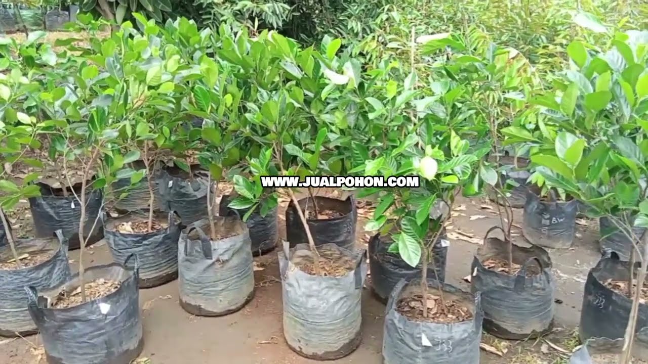 Pohon Nangka J33 Asli, Mudah Tumbuh dan Cepat Berbuah!
