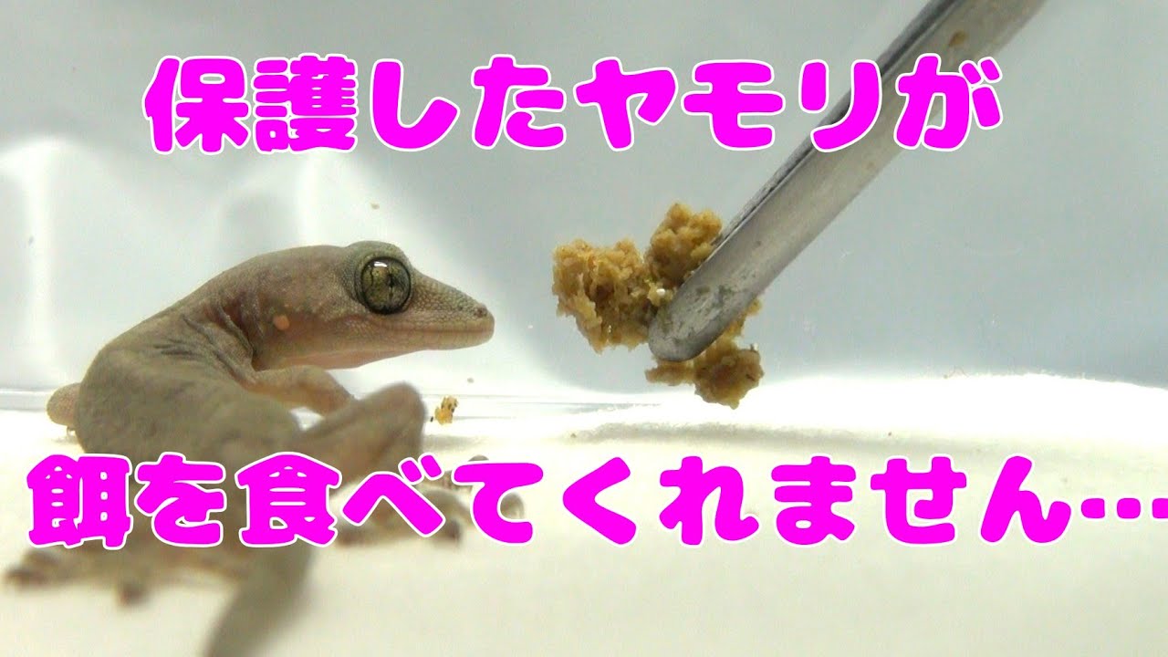 保護したヤモリが餌を食べてくれません No 4 Youtube