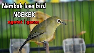 Pleci gacor NEMBAK TANPA JEDA isian love bird ngekek sangat panjang