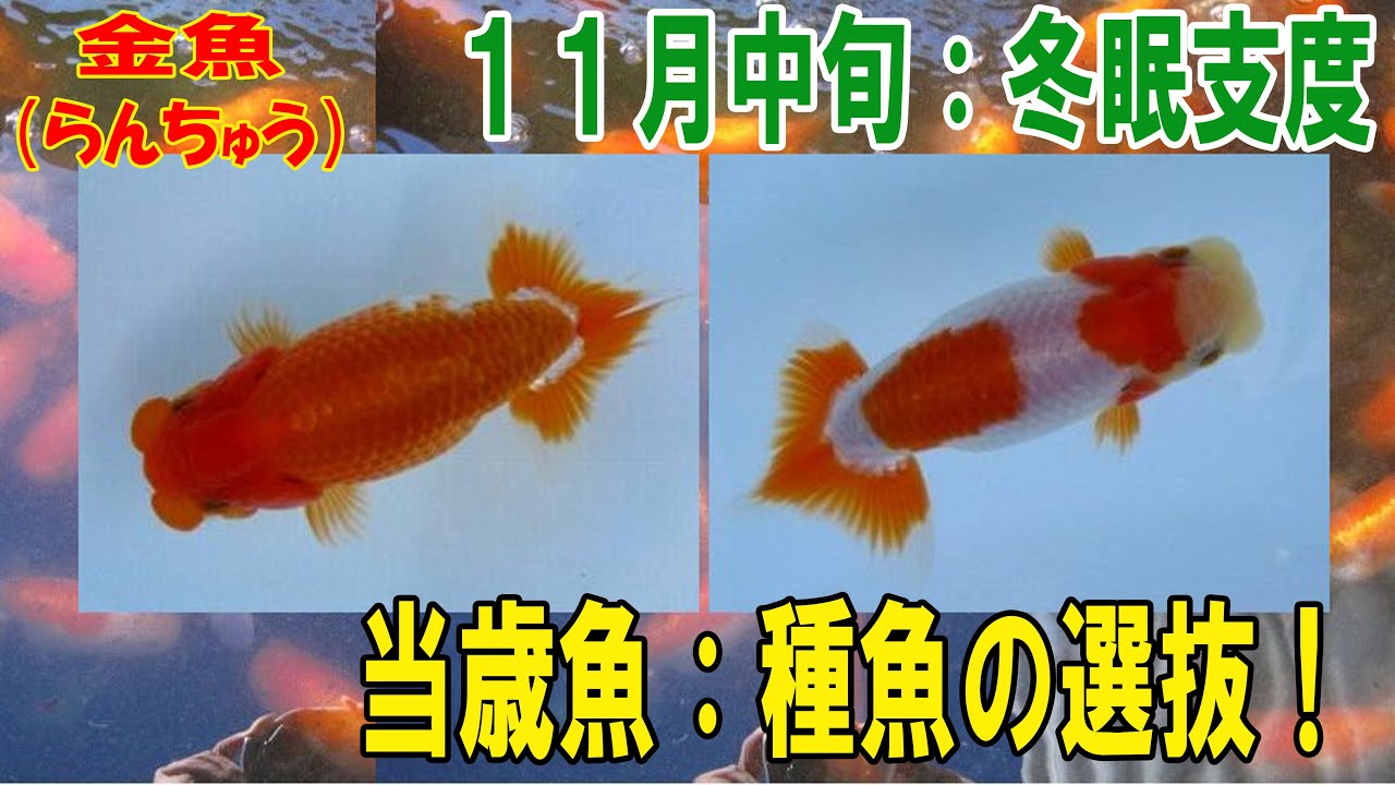 極上物！協会系らんちゅう優良個体（岡山産） 2歳