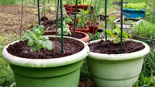 Planting Watermelons In ContainersContainer size, Planting, Fertilizing, Easy Vertical Trellis