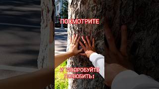 Сиёвуш Мастер вместе с новой Подругой - Послание для вас... ❤️😘🫂