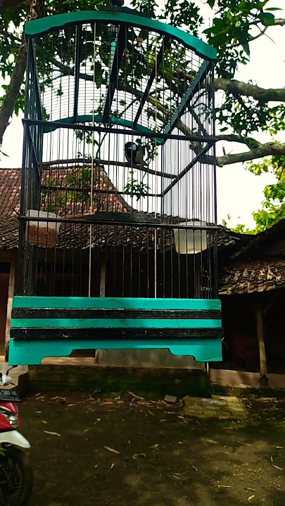 kicau burung gelatik rasa kutilang#shorts