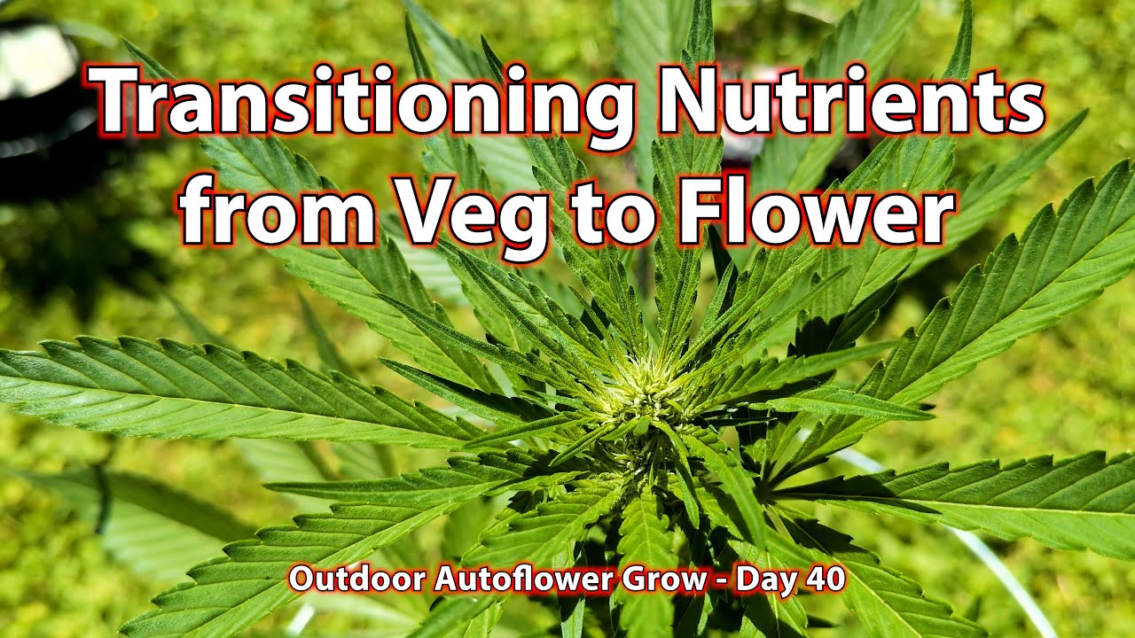 Grow With Dread - Transitioning Nutrients from Veg to Flower - Outdoor Autoflower - Day 40