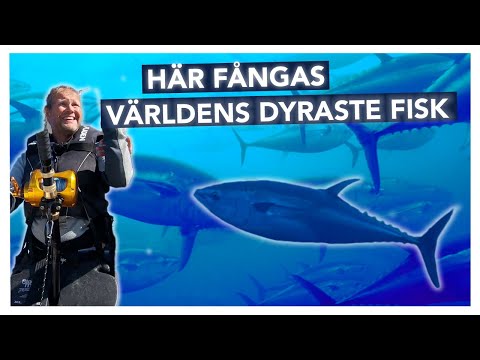 Video: Världens Dyraste Väska