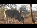 Motsomi safaris bow hunting eland brian hess