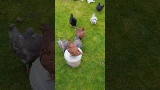 Hungry Giant Pigeons
