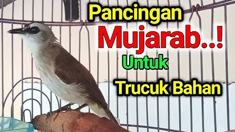 TRUCUK BAHAN OMBYOKAN PINGIN GACOR..? PAKAI INI MUJARAB Pancingan trucukan agar bunyi gacor