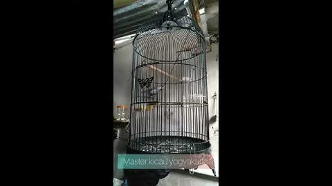 Gelatik kerasukan rambatan paruh merah gacorr