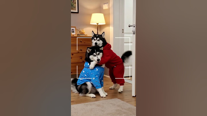 Say cheese! Cute dogs shorts funny videos  #dogvideos #puppy #cuteanimal #dogsofyoutube