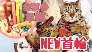 ベンガル猫5匹に革製のお揃い首輪をプレゼント！