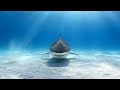 Biggest sharks and most dangerous ones documentary full 1080p