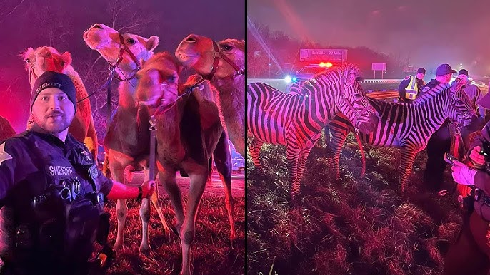 Circus Animals Rescued From Burning Truck